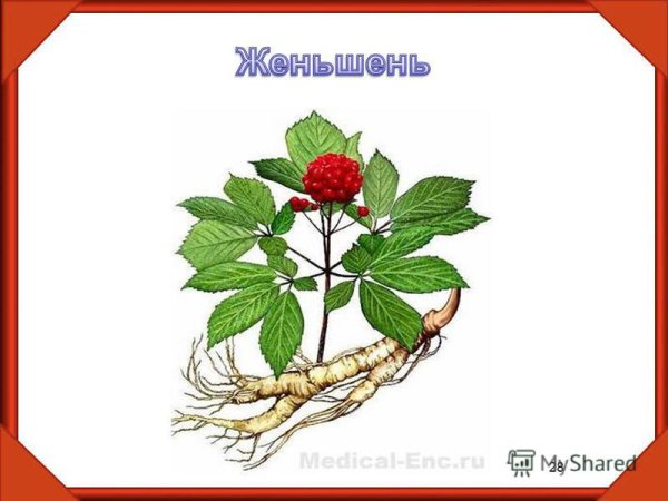 Женьшень 2 класс