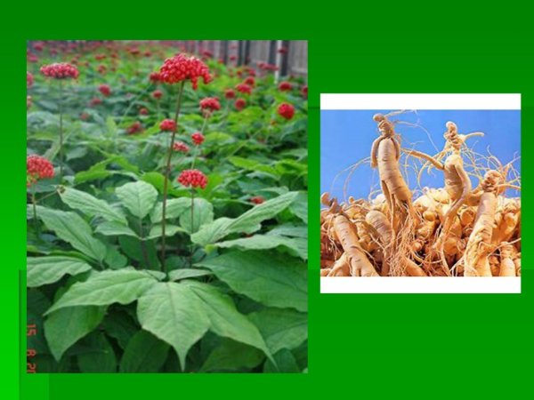 Красный женьшень