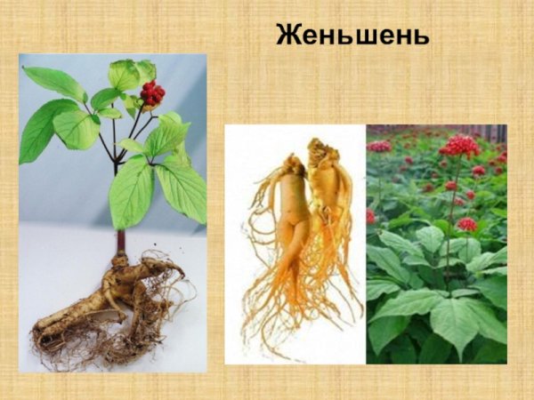 Женьшень красная книга России
