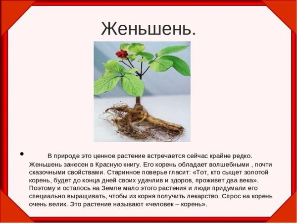 Растения красной книги России женьшень