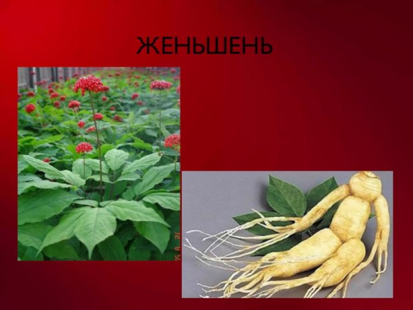 Женьшень красная книга России