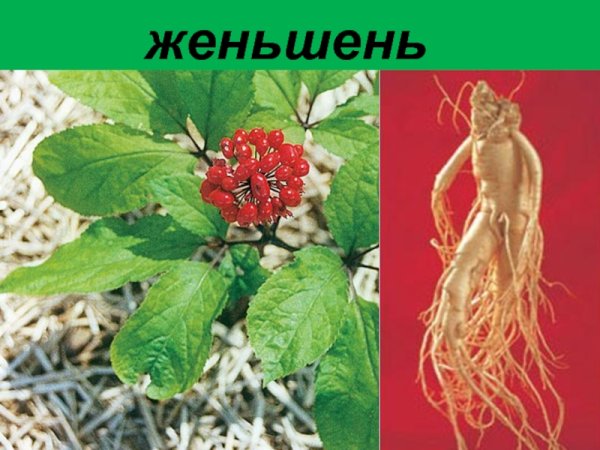 Женьшень краснокнижное растение