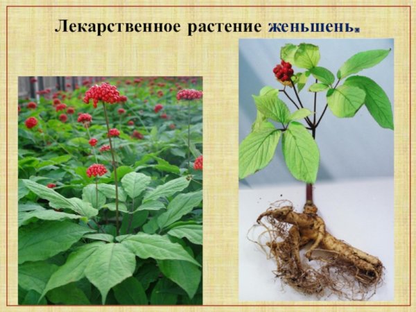 Женьшень Хабаровского края