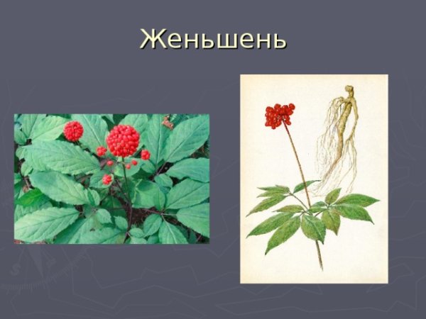 Женьшень красная Крига