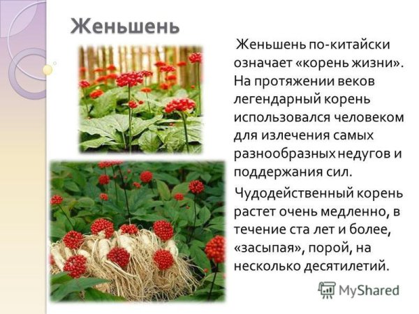 Женьшень описание растения