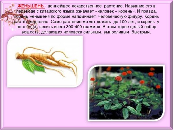 Женьшень красная книга России