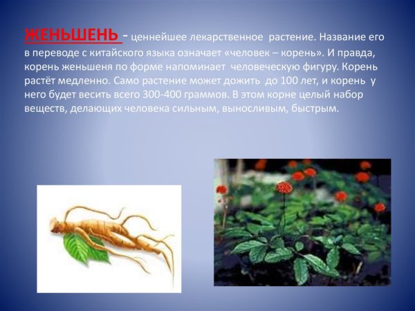 Женьшень лекарственное растение
