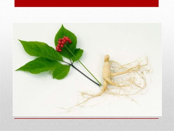 Женьшень настоящий Фармакогнозия