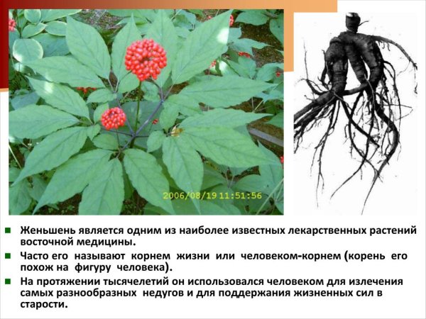 Женьшень лекарственное растение