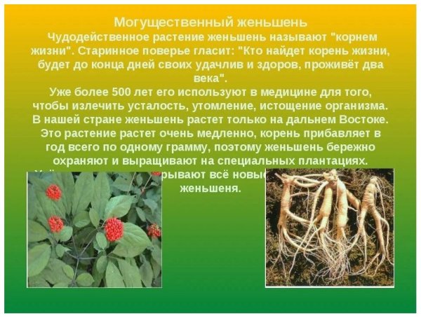 Женьшень растение