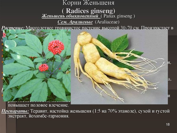 Корень женьшеня