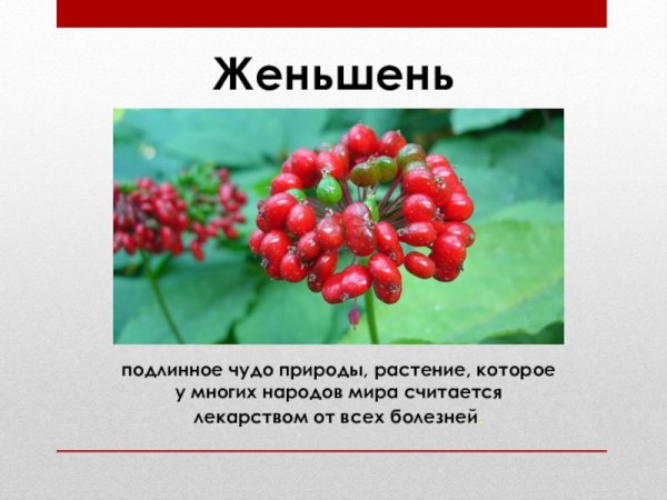 Женьшень из красной книги