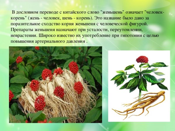 Женьшень корень свойства растения