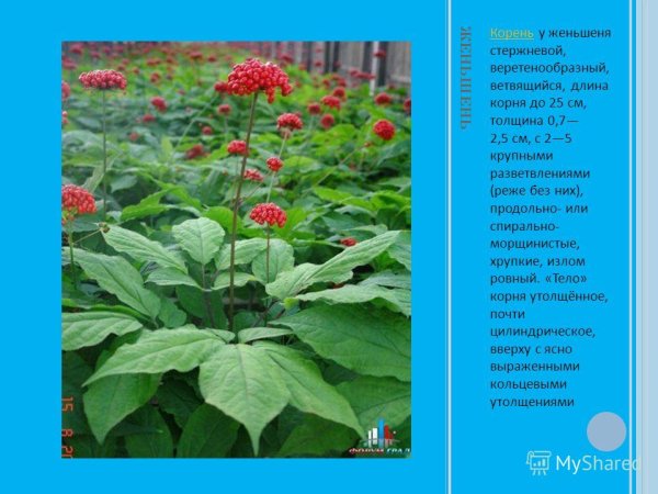 Женьшень красная книга России