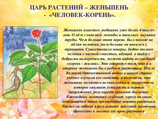 Женьшень доклад