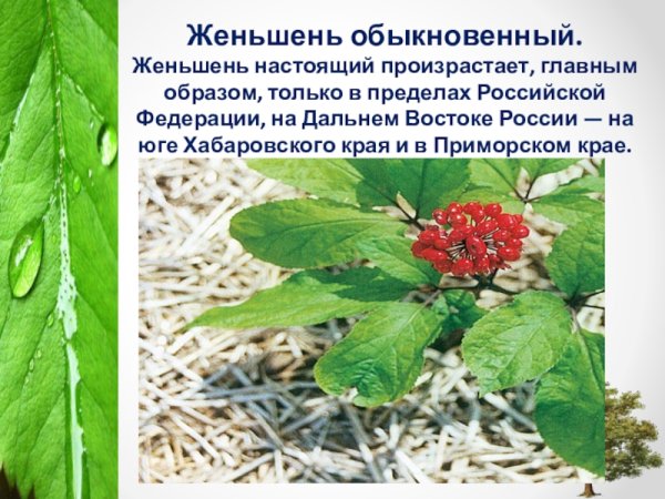 Женьшень обыкновенный красная