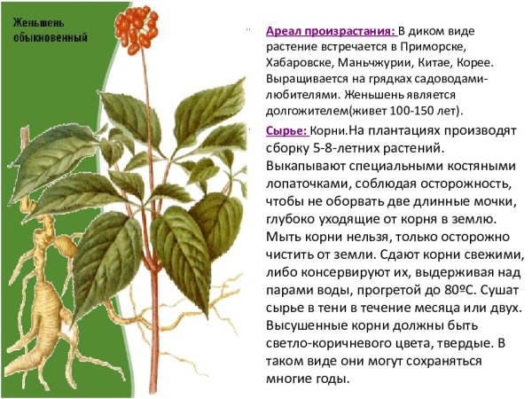 Женьшень обыкновенный растение