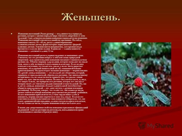 Женьшень красная книга России