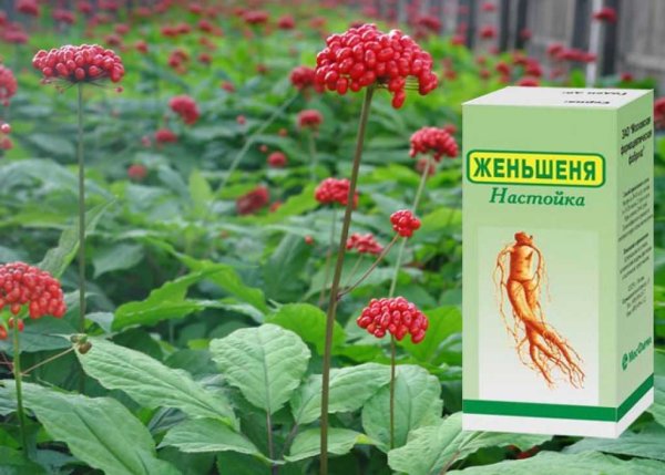 Родина женьшеня