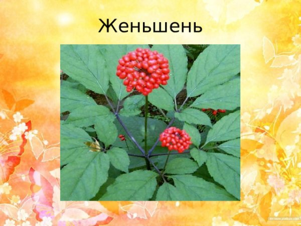 Краснокнижные растения Хабаровского края женьшень