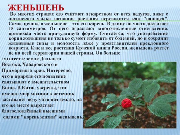 Женьшень Дальний Восток