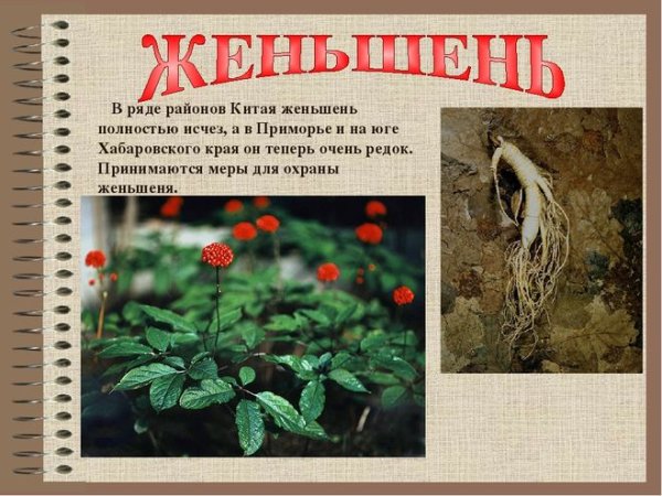 Женьшень красная книга Хабаровского края