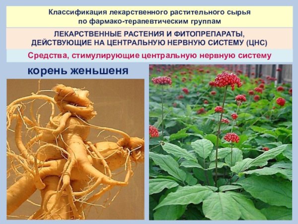 Корни женьшеня Фармакогнозия
