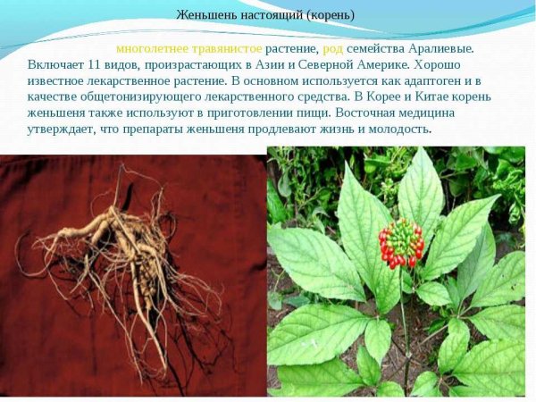 Женьшень адаптоген