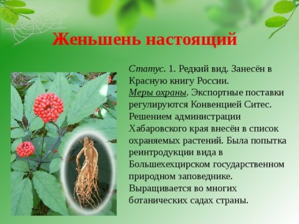 Краснокнижные растения Хабаровского края женьшень