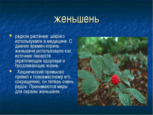 Женьшень красная книга России