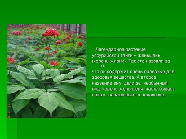 Уссурийская Тайга растения женьшень