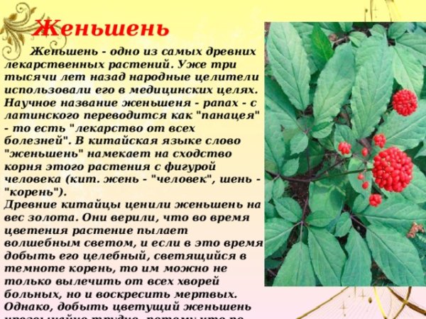 Женьшень лекарственное растение