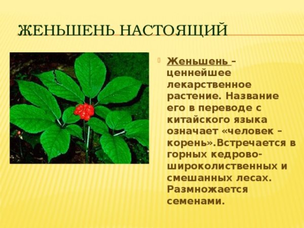 Растения Приморского края занесенные в красную книгу