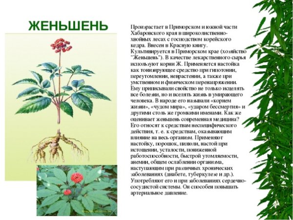 Женьшень лекарственное растение