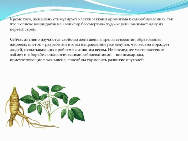 Женьшень презентация 2 класс
