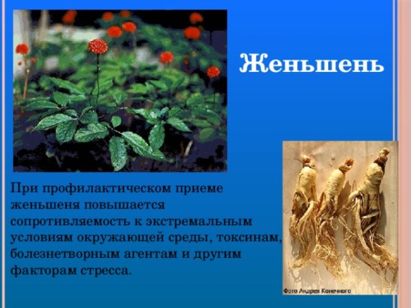 Жень-Шень краткое содержание описание