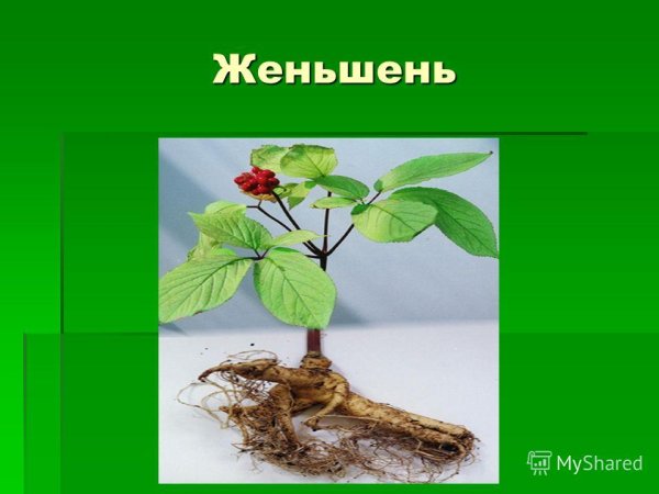 Краснокнижные растения женьшень