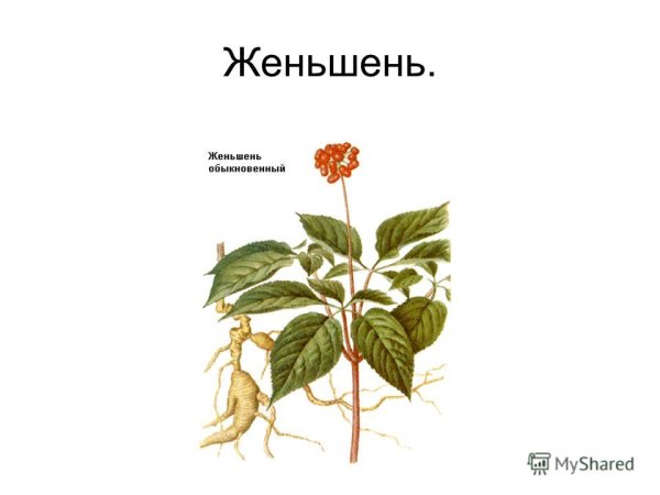 Женьшень обыкновенный красная книга
