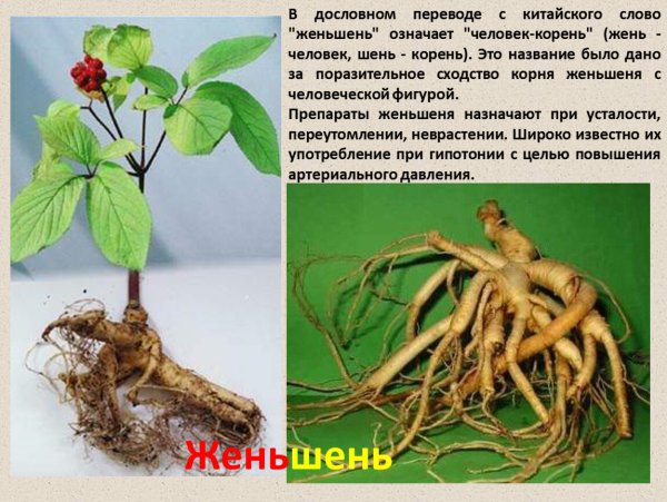 Женьшень Желтоплодный