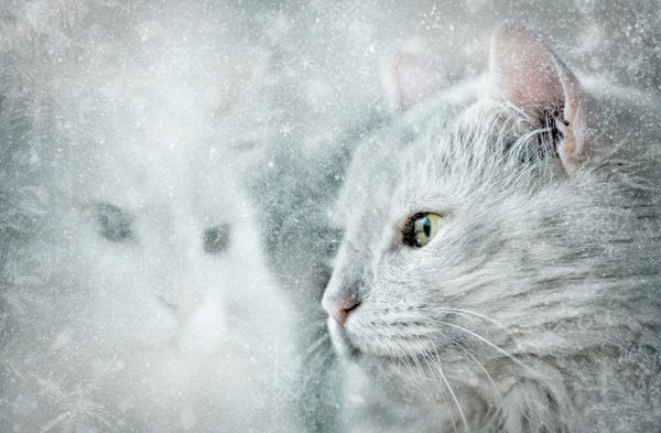 Белый снежный кот