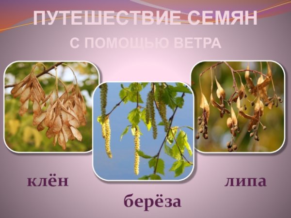 Плоды растений клен