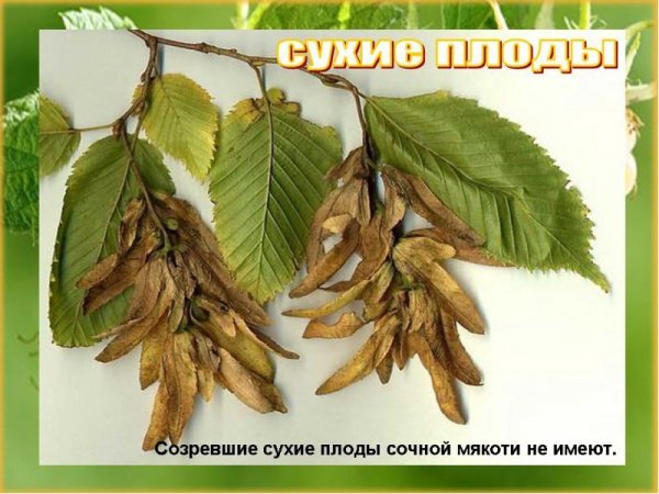 Граб обыкновенный плод