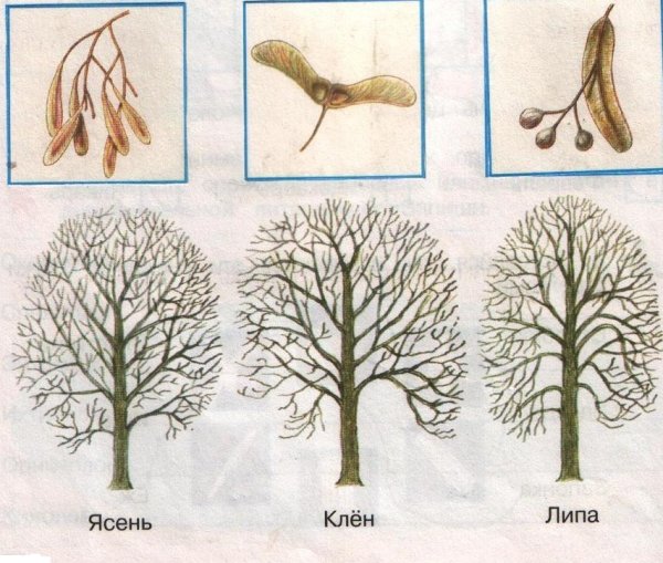 Плоды деревьев ясень клен липа