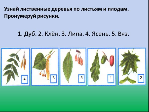 Деревья липа клен ясень