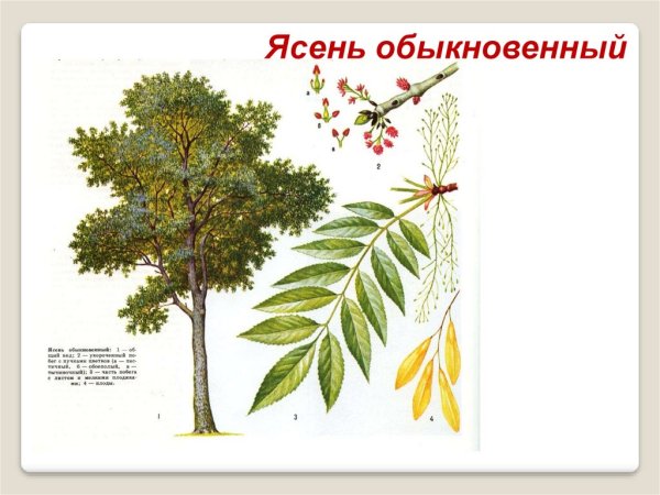 Ясень обыкновенный Ботаническая иллюстрация