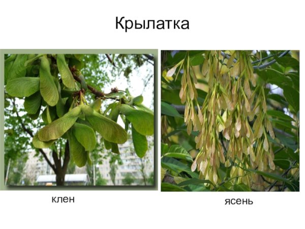 Ясень плоды Крылатки