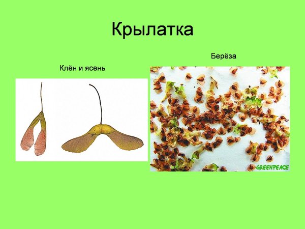 Крылатка плод клена