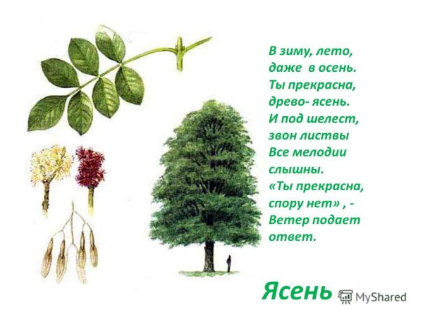 Ясень дерево листья описание