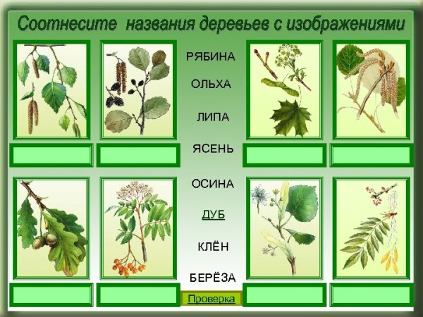 Клен, липа, осина, береза, дуб, ольха
