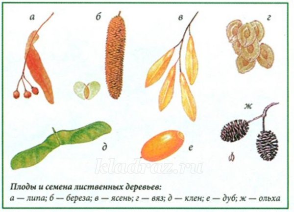 Семена ясень клен липа